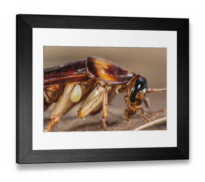 Framed Print : Emerald Cockroach Wasp (Ampulex compressa) larva, attached to American Cockroach (Periplaneta americana) host Framed Print : Emerald Cockroach Wasp (Ampulex compressa) larva, attached to American Cockroach (Periplaneta americana) host