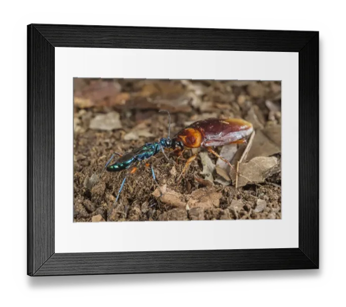 Framed Print : Emerald Cockroach Wasp (Ampulex compressa) adult female, leading American Cockroach (Periplaneta americana) Framed Print : Emerald Cockroach Wasp (Ampulex compressa) adult female, leading American Cockroach (Periplaneta americana)