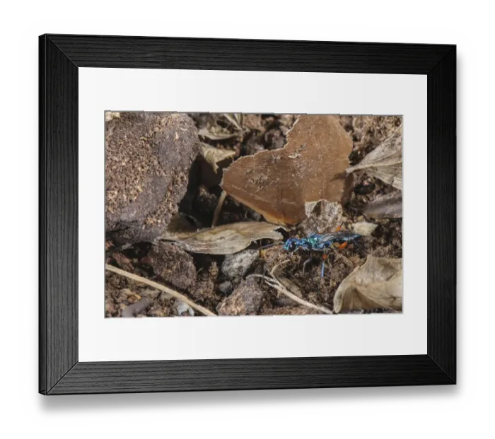 Framed Print : Emerald Cockroach Wasp (Ampulex compressa) adult female, carrying material to burrow with buried American Cockroach Framed Print : Emerald Cockroach Wasp (Ampulex compressa) adult female, carrying material to burrow with buried American Cockroach