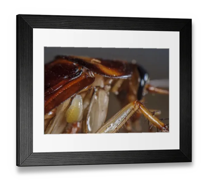 Framed Print : Emerald Cockroach Wasp (Ampulex compressa) larva, attached to American Cockroach (Periplaneta americana) host Framed Print : Emerald Cockroach Wasp (Ampulex compressa) larva, attached to American Cockroach (Periplaneta americana) host