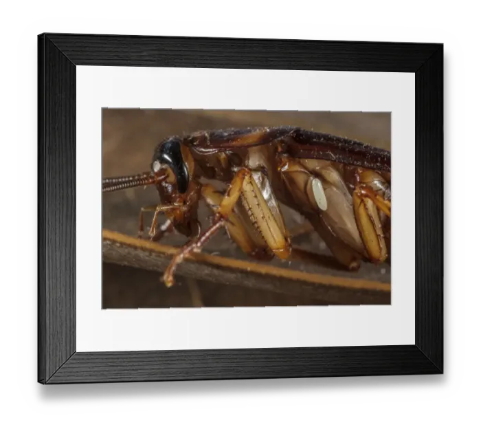 Framed Print : Emerald Cockroach Wasp (Ampulex compressa) egg, just deposited on American Cockroach (Periplaneta americana) host Framed Print : Emerald Cockroach Wasp (Ampulex compressa) egg, just deposited on American Cockroach (Periplaneta americana) host