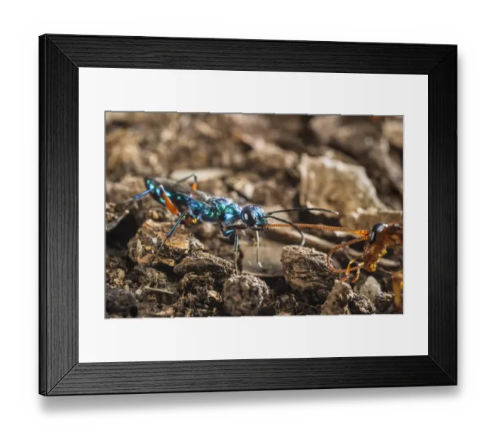 Framed Print : Emerald Cockroach Wasp (Ampulex compressa) adult female, leading American Cockroach (Periplaneta americana) Framed Print : Emerald Cockroach Wasp (Ampulex compressa) adult female, leading American Cockroach (Periplaneta americana)