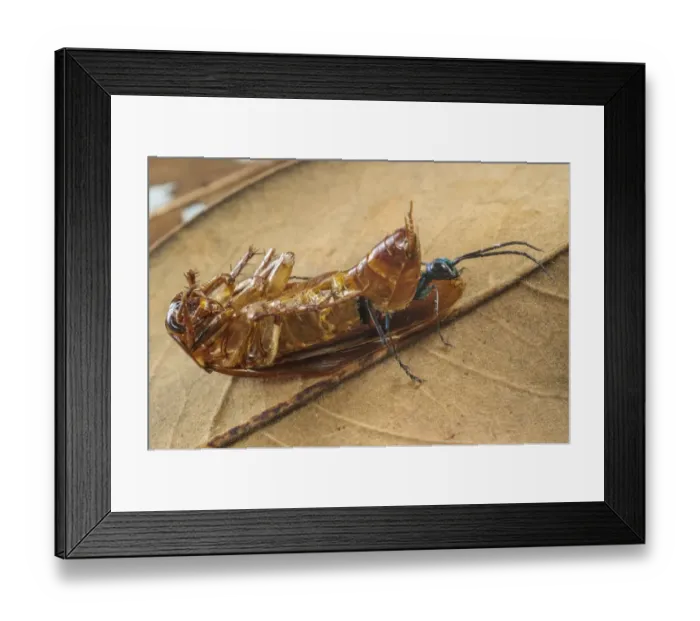Framed Print : Emerald Cockroach Wasp (Ampulex compressa) adult female, emerging from dead body of American Cockroach Framed Print : Emerald Cockroach Wasp (Ampulex compressa) adult female, emerging from dead body of American Cockroach