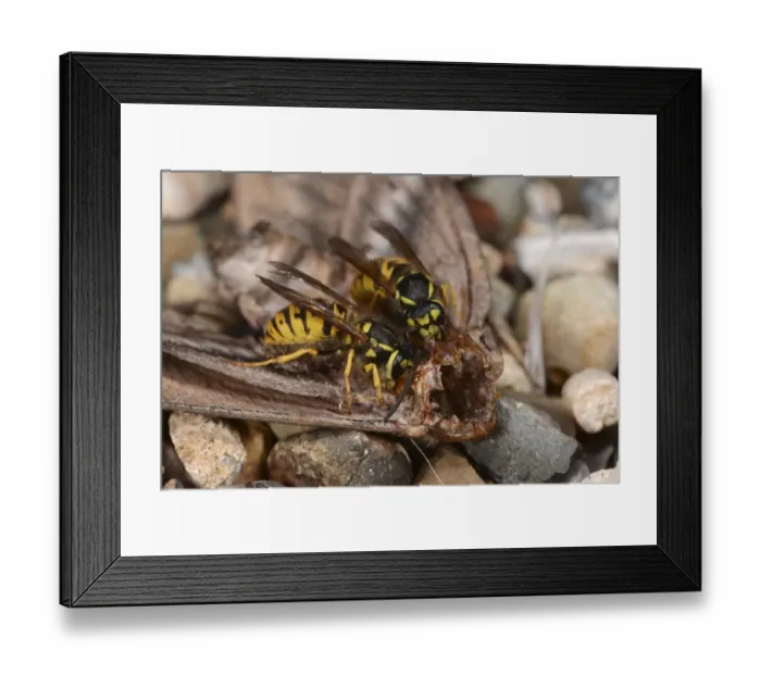 Framed Print : Common Wasp (Vespula vulgaris) two adults, feeding on remains of Privet Hawkmoth (Sphinx ligustri), Oxfordshire Framed Print : Common Wasp (Vespula vulgaris) two adults, feeding on remains of Privet Hawkmoth (Sphinx ligustri), Oxfordshire