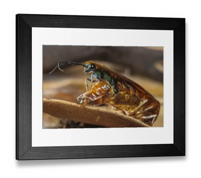 Framed Print : Emerald Cockroach Wasp (Ampulex compressa) adult female, emerging from dead body of American Cockroach Framed Print : Emerald Cockroach Wasp (Ampulex compressa) adult female, emerging from dead body of American Cockroach
