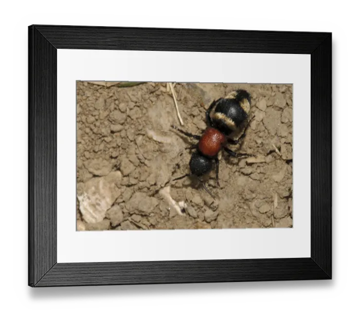 Framed Print : Eastern Velvet Ant (Mutilla europaea) wingless adult female, walking over bare soil, Oare Marshes Nature Reserve, Kent