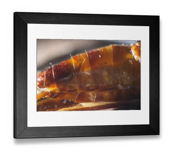 Framed Print : Emerald Cockroach Wasp (Ampulex compressa) larva, inside body of American Cockroach (Periplaneta americana) host Framed Print : Emerald Cockroach Wasp (Ampulex compressa) larva, inside body of American Cockroach (Periplaneta americana) host