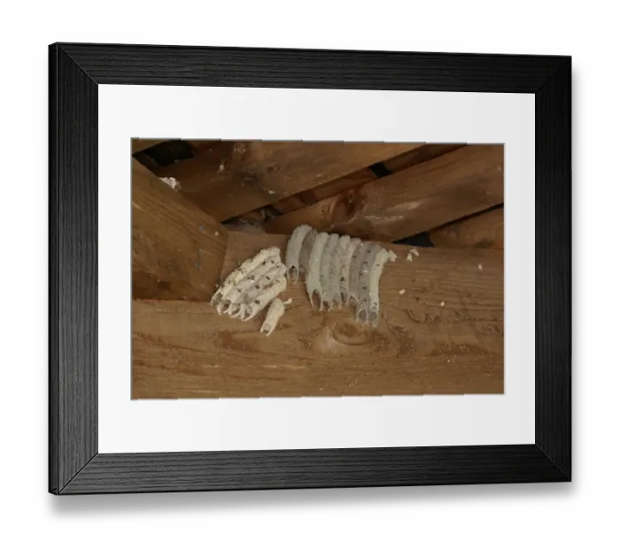 Framed Print : Organ Pipe Mud Dauber (Trypoxylon politum) nests, group in sheltered location, Florida, U. S. A. June