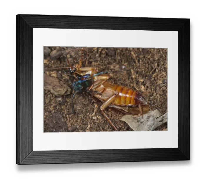Framed Print : Emerald Cockroach Wasp (Ampulex compressa) adult female, stinging American Cockroach (Periplaneta americana) Framed Print : Emerald Cockroach Wasp (Ampulex compressa) adult female, stinging American Cockroach (Periplaneta americana)