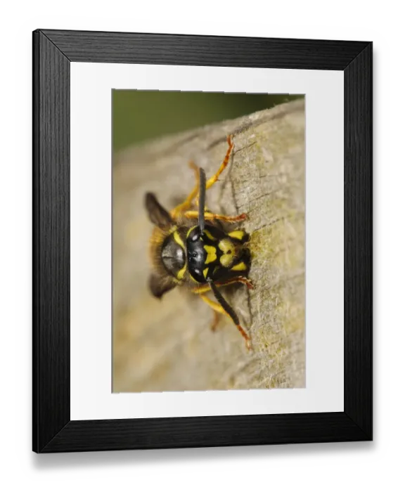 Framed Print : German Wasp (Vespula germanica) adult, collecting wood pulp from wooden fence for nest building material