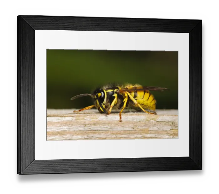 Framed Print : German Wasp (Vespula germanica) adult, chewing wood from boardwalk to make paper for nest, Crossness Nature Reserve