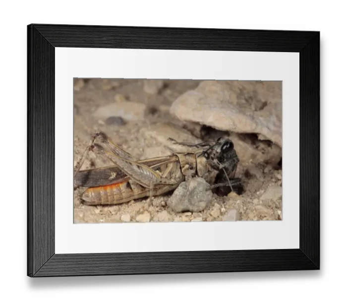 Framed Print : Sand Wasp (Sphex albisectus) adult female, dragging paralysed grasshopper prey into nesting burrow Framed Print : Sand Wasp (Sphex albisectus) adult female, dragging paralysed grasshopper prey into nesting burrow