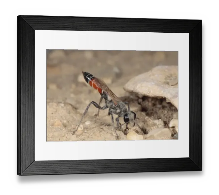 Framed Print : Sand Wasp (Sphex albisectus) adult female, filling nesting burrow with small stone, Chaine des Alpilles Framed Print : Sand Wasp (Sphex albisectus) adult female, filling nesting burrow with small stone, Chaine des Alpilles