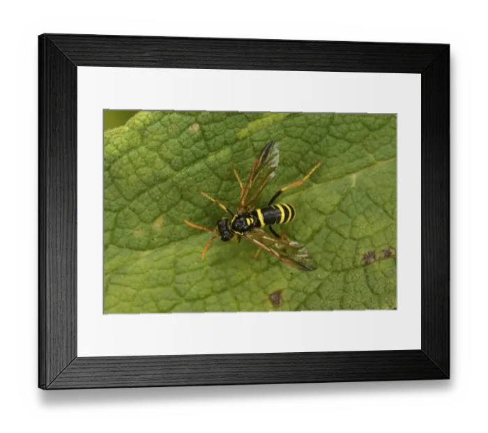 Framed Print : European Potter Wasp (Ancistrocerus gazella) adult, resting on leaf, Oxfordshire, England, August Framed Print : European Potter Wasp (Ancistrocerus gazella) adult, resting on leaf, Oxfordshire, England, August