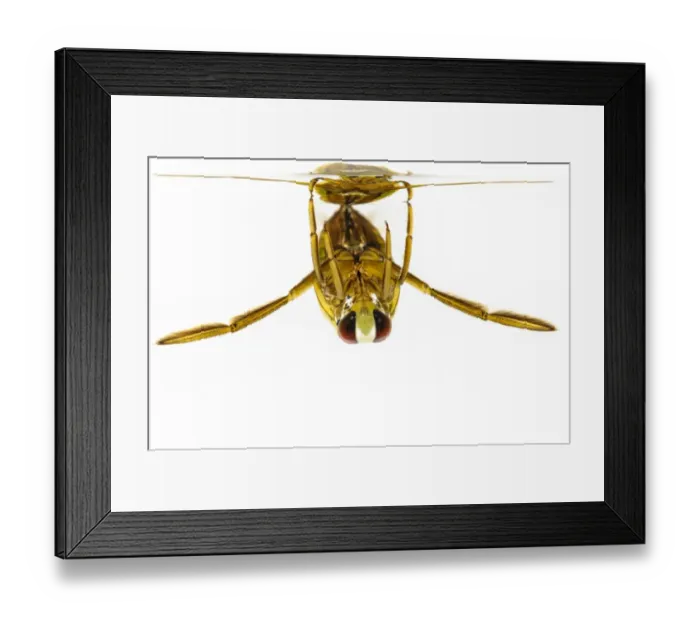 Framed Print : Water Boatman (Notonecta sp. ) adult, hanging on underside of water surface, Wat Tyler Country Park, Essex, England Framed Print : Water Boatman (Notonecta sp. ) adult, hanging on underside of water surface, Wat Tyler Country Park, Essex, England