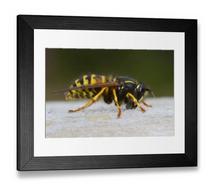 Framed Print : Norwegian Wasp (Dolichovespula norwegica) adult worker, collecting wood pulp from garden gate for nest building