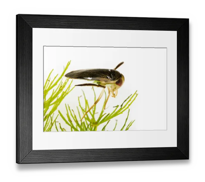 Framed Print : Lesser Water Boatman (Corixa sp. ) adult, swimming amongst pondweed, Wat Tyler Country Park, Essex, England