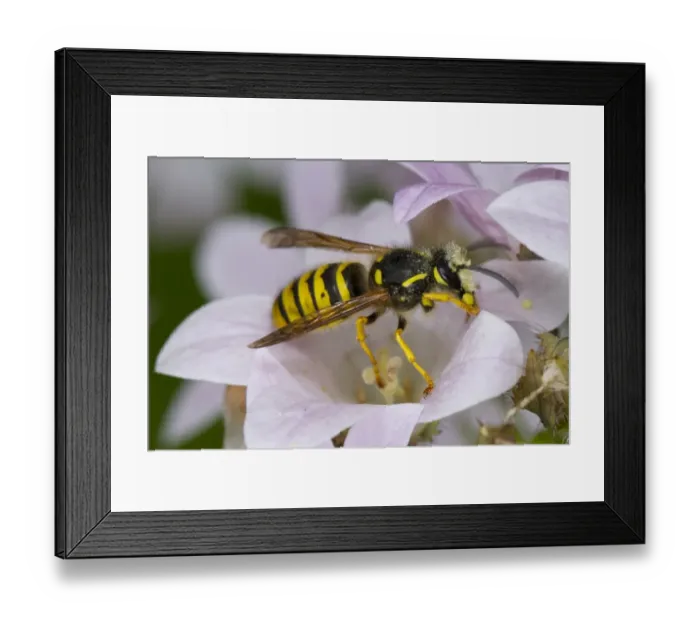 Framed Print : Tree Wasp (Dolichovespula sylvestris) adult worker, covered with pollen after feeding in campanula flower