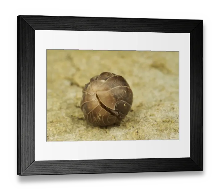 Framed Print : Common Pill Woodlouse (Armadillidium vulgare) adult, rolled up in defensive position, Leicestershire, England, November Framed Print : Common Pill Woodlouse (Armadillidium vulgare) adult, rolled up in defensive position, Leicestershire, England, November