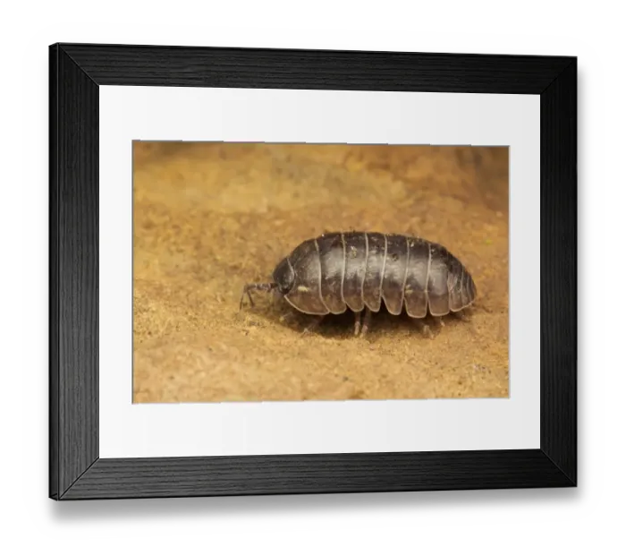 Framed Print : Common Pill Woodlouse (Armadillidium vulgare) adult, resting on rock, Leicestershire, England, March Framed Print : Common Pill Woodlouse (Armadillidium vulgare) adult, resting on rock, Leicestershire, England, March