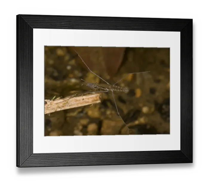 Framed Print : River Skater (Aquarias najas) adult, on surface of river, River Dart, Dartmoor, Devon, England, September Framed Print : River Skater (Aquarias najas) adult, on surface of river, River Dart, Dartmoor, Devon, England, September