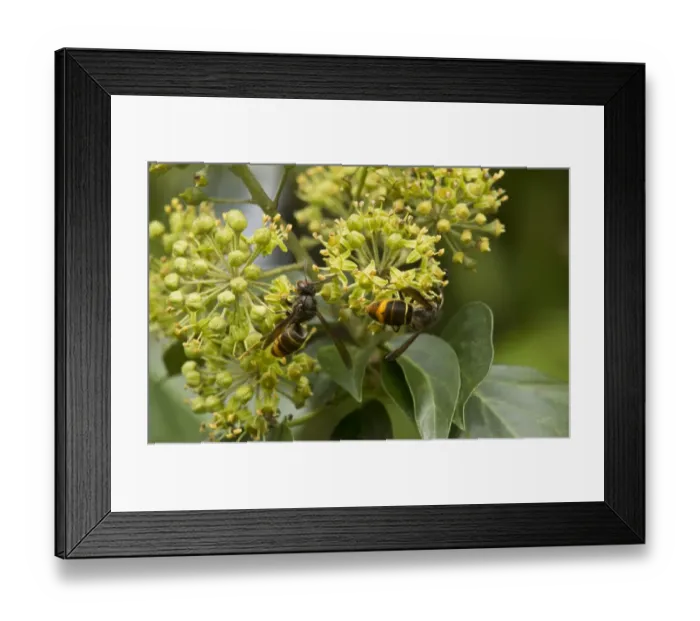Framed Print : Asian Predatory Wasp (Vespa velutina) introduced species, two adults, feeding on Common Ivy (Hedera helix) Framed Print : Asian Predatory Wasp (Vespa velutina) introduced species, two adults, feeding on Common Ivy (Hedera helix)