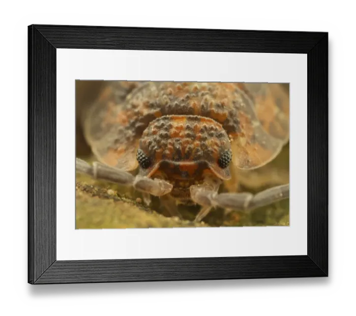 Framed Print : Common Rough Woodlouse (Oniscus asellus) adult, close-up of head, Leicestershire, England, November Framed Print : Common Rough Woodlouse (Oniscus asellus) adult, close-up of head, Leicestershire, England, November