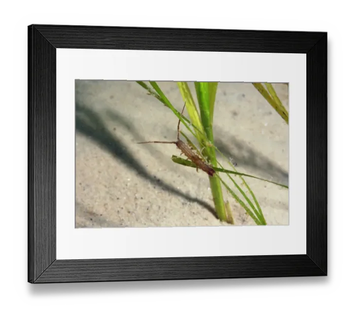 Framed Print : Isopod (Idotea linearis) adult, amongst eelgrass on sandy seabed, Studland Bay, Isle of Purbeck, Dorset, England
