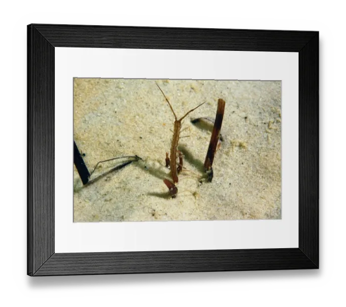 Framed Print : Isopod (Idotea linearis) adult, amongst eelgrass on sandy seabed, Studland Bay, Isle of Purbeck, Dorset, England