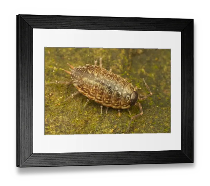 Framed Print : Common Striped Woodlouse (Philoscia muscorum) adult, resting on stone, Leicestershire, England, October Framed Print : Common Striped Woodlouse (Philoscia muscorum) adult, resting on stone, Leicestershire, England, October