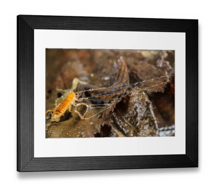 Framed Print : New Zealand Velvet-worm (Peripatoides novaezealandiae) adult, with cockroach larva prey immobilized in sticky fluid Framed Print : New Zealand Velvet-worm (Peripatoides novaezealandiae) adult, with cockroach larva prey immobilized in sticky fluid
