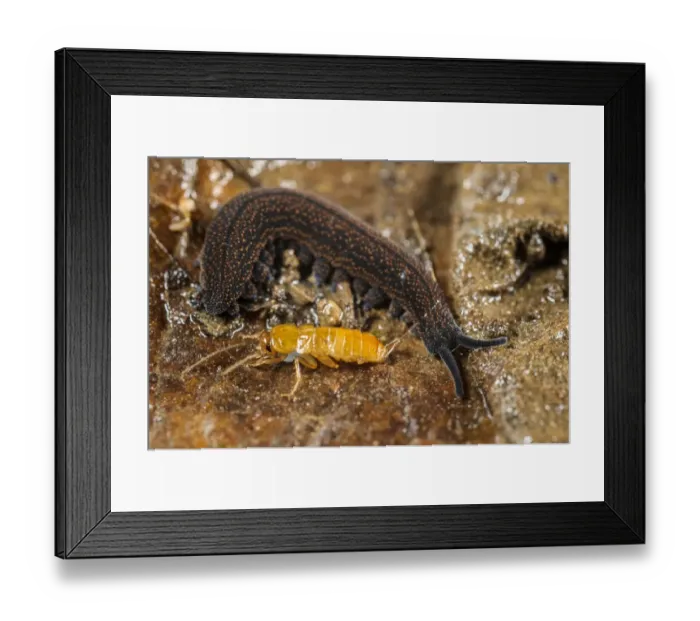 Framed Print : New Zealand Velvet-worm (Peripatoides novaezealandiae) adult, with cockroach larva prey immobilized in sticky fluid Framed Print : New Zealand Velvet-worm (Peripatoides novaezealandiae) adult, with cockroach larva prey immobilized in sticky fluid