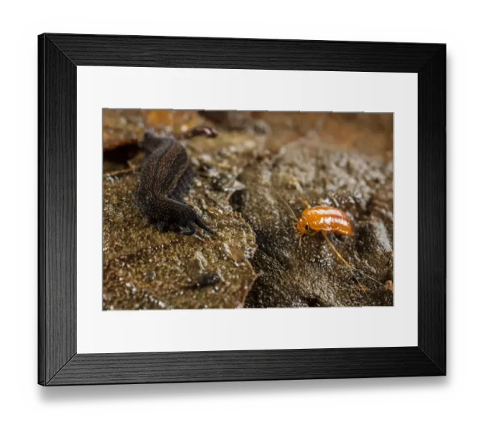Framed Print : New Zealand Velvet-worm (Peripatoides novaezealandiae) adult, with cockroach larva prey immobilized in sticky fluid Framed Print : New Zealand Velvet-worm (Peripatoides novaezealandiae) adult, with cockroach larva prey immobilized in sticky fluid