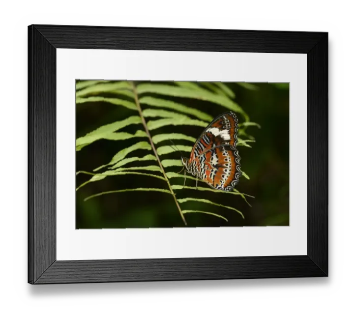 Framed Print : Orange Lacewing (Cethosia penthesilea) adult, resting on leaves, Queensland, Australia, November