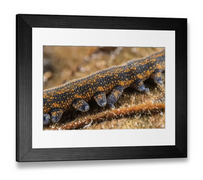 Framed Print : New Zealand Velvet-worm (Peripatoides novaezealandiae) adult, close-up of legs (captive)