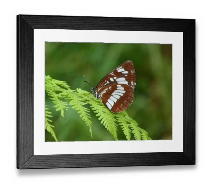 Framed Print : Hungarian Glider (Neptis rivularis) adult female, resting on fern frond, Cannobina Valley, Italian Alps, Piedmont Framed Print : Hungarian Glider (Neptis rivularis) adult female, resting on fern frond, Cannobina Valley, Italian Alps, Piedmont