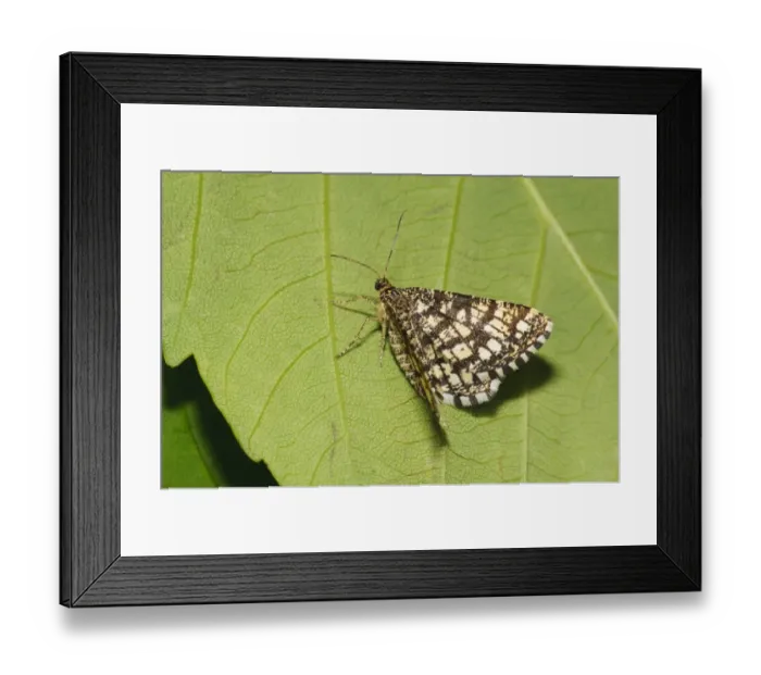 Framed Print : Latticed Heath (Chiasmia clathrata) adult, clinging to underside of leaf, Priory Water Nature Reserve, Leicestershire