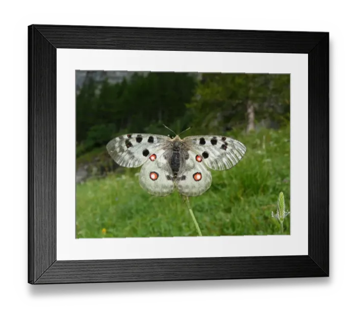 Framed Print : Apollo Butterfly (Parnassius apollo) adult female, basking in early morning sunshine, Italian Alps, Italy, July Framed Print : Apollo Butterfly (Parnassius apollo) adult female, basking in early morning sunshine, Italian Alps, Italy, July
