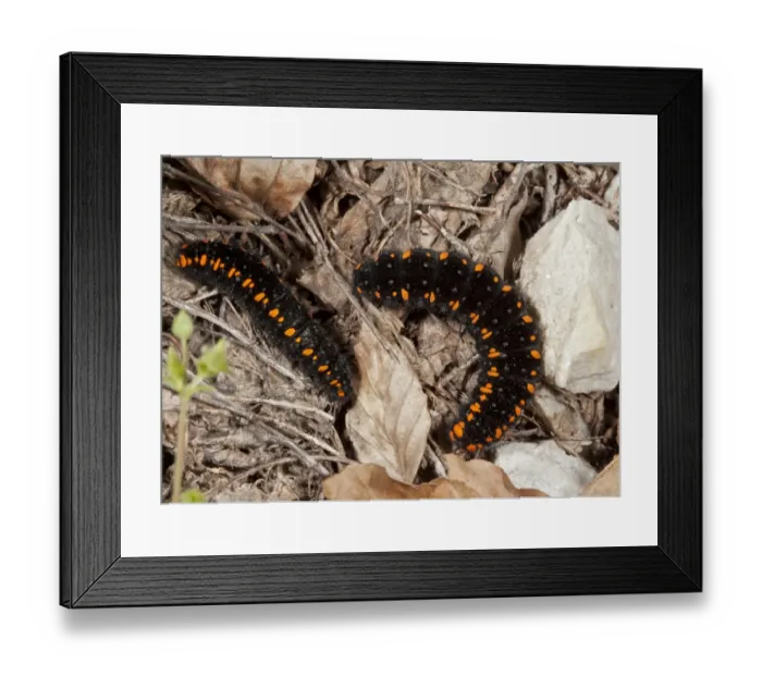 Framed Print : Apollo Butterfly (Parnassius apollo) two caterpillars, amongst leaf litter, Bulgaria, June Framed Print : Apollo Butterfly (Parnassius apollo) two caterpillars, amongst leaf litter, Bulgaria, June