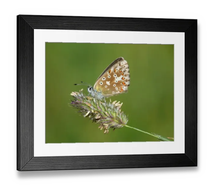 Framed Print : Northern Brown Argus (Aricia artaxerxes) adult, resting on grass flowerhead, Formazza Valley, Italian Alps, Piedmont