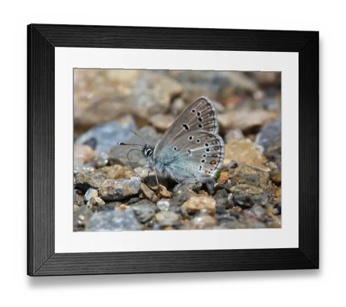 Framed Print : Geranium Argus (Plebejus eumedon) adult, drinking minerals from wet ground, Italian Alps, Italy, July Framed Print : Geranium Argus (Plebejus eumedon) adult, drinking minerals from wet ground, Italian Alps, Italy, July