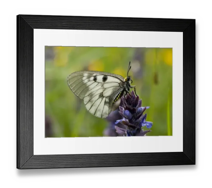 Framed Print : Clouded Apollo (Parnassius mnemosyne) adult, underside, resting on bugle flowerhead, Bulgaria, May Framed Print : Clouded Apollo (Parnassius mnemosyne) adult, underside, resting on bugle flowerhead, Bulgaria, May