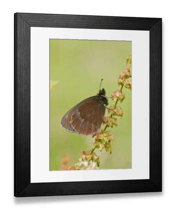 Framed Print : Scotch Argus (Erebia aethiops) adult, resting on dock, Pontic Mountains, Anatolia, Turkey, July Framed Print : Scotch Argus (Erebia aethiops) adult, resting on dock, Pontic Mountains, Anatolia, Turkey, July