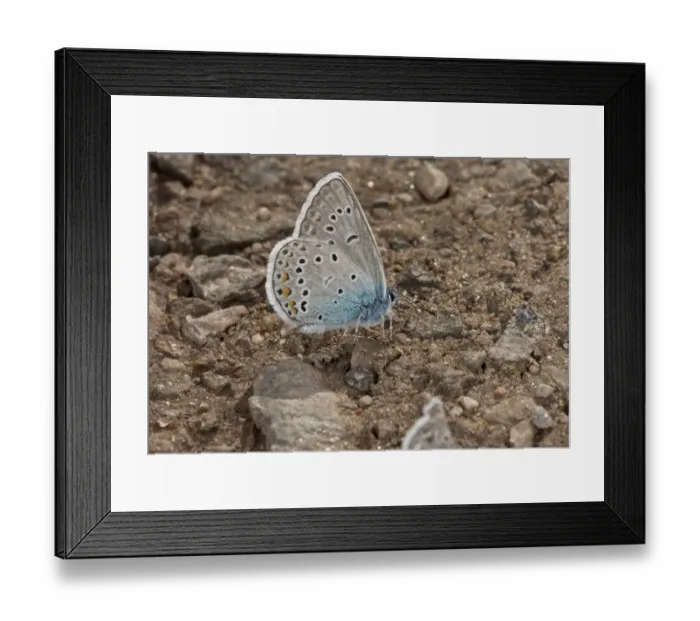Framed Print : Amandas Blue (Agrodiaetus amanda) adult male, mud-puddling, drinking minerals from damp ground, Bulgaria, May Framed Print : Amandas Blue (Agrodiaetus amanda) adult male, mud-puddling, drinking minerals from damp ground, Bulgaria, May