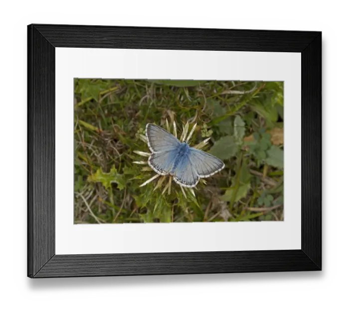 Framed Print : Chalkhill Blue (Lysandra coridon) adult male, feeding on flower, at Iron Age hillfort, Warham Camp, Warham, Norfolk Framed Print : Chalkhill Blue (Lysandra coridon) adult male, feeding on flower, at Iron Age hillfort, Warham Camp, Warham, Norfolk