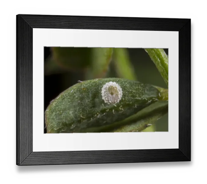 Framed Print : Chalkhill Blue (Lysandra coridon) egg, on Horseshoe Vetch (Hippocrepis comosa) larval foodplant, at Iron Age hillfort Framed Print : Chalkhill Blue (Lysandra coridon) egg, on Horseshoe Vetch (Hippocrepis comosa) larval foodplant, at Iron Age hillfort
