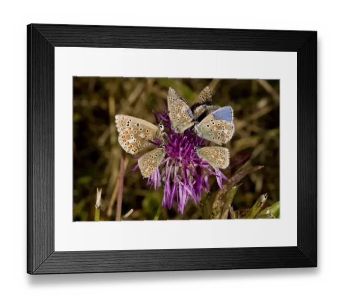 Framed Print : Adonis Blue (Lysandra bellargus) second generation adult males and females Framed Print : Adonis Blue (Lysandra bellargus) second generation adult males and females