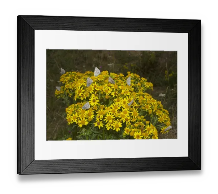 Framed Print : Chalkhill Blue (Lysandra coridon) adults, group feeding on Common Ragwort (Senecio jacobaea)