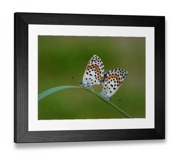 Framed Print : Chequered Blue (Scolitantides orion) adult pair, mating on grass leaf, Cannobina Valley, Italian Alps, Piedmont Framed Print : Chequered Blue (Scolitantides orion) adult pair, mating on grass leaf, Cannobina Valley, Italian Alps, Piedmont