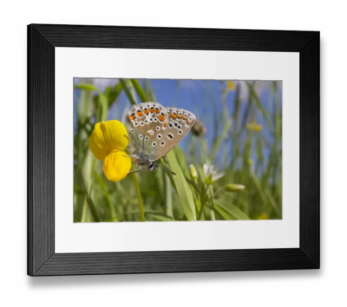 Framed Print : Common Blue (Polyommatus icarus) adult female, resting on Bird s-foot Trefoil (Lotus corniculatus) flower in sunshine Framed Print : Common Blue (Polyommatus icarus) adult female, resting on Bird s-foot Trefoil (Lotus corniculatus) flower in sunshine